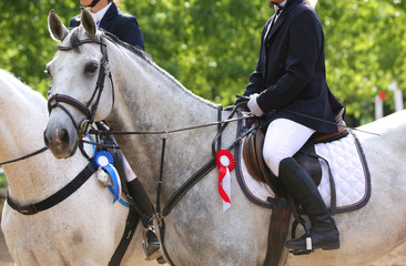 Head shot closeup of a beautiful award winner racehorse