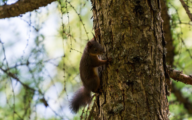 Brown squiller in the forest on a branch, wild animal