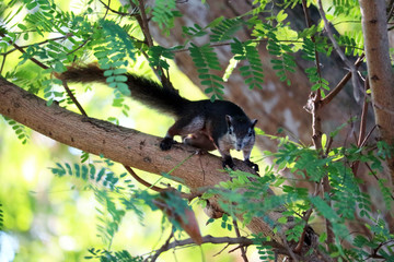 Squirrel on tree trying to eat bananas in the basket