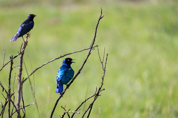 Local Kenyan birds in colorful colors sit on the branches of a tree