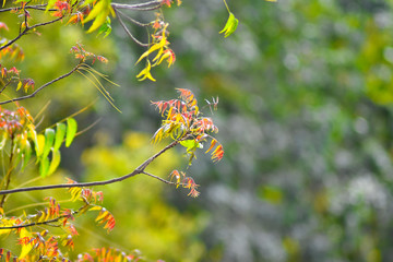 flowers on a branch