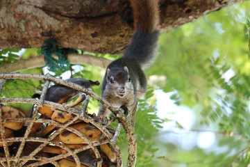 Squirrel on tree trying to eat bananas in the basket