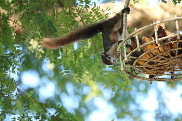 Squirrel on tree trying to eat bananas in the basket