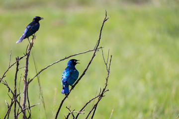 Local Kenyan birds in colorful colors sit on the branches of a tree