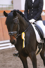 Head shot closeup of a beautiful award winner racehorse