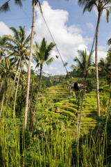 Beautiful woman on high swing above rice fields in Bali
