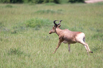 A hartebeest in the savannah of Kenya