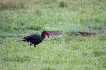 Local Kenyan birds in colorful colors sit on the branches of a tree