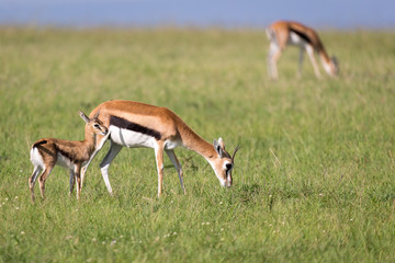 Thomson gazelles in the middle of a grassy landscape in the Kenyan savanna