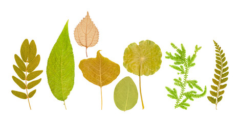 Set of dry pressed leaves of various shapes isolated - 274005137