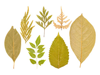 Set of dry pressed leaves of various shapes isolated