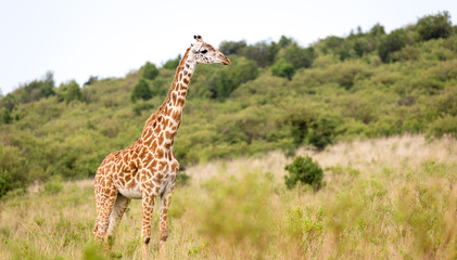 Masai giraffe in the Kenyan savanna on a meadow