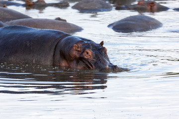 Fototapeta premium A hippopotamus sits in the water of a lake