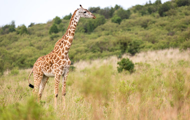 Masai giraffe in the Kenyan savanna on a meadow