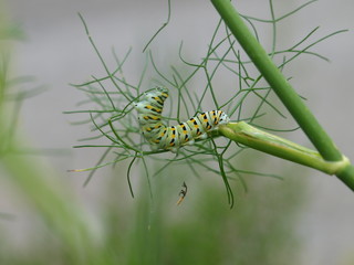 The Caterpillar of a Swallowtail Butterfly