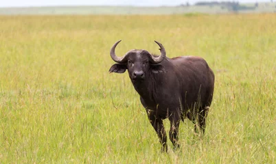 Wall murals Buffalo A buffalo is standing in the middle of the meadow in the grass landscape