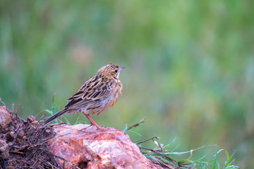 Local Kenyan birds in colorful colors sit on the branches of a tree