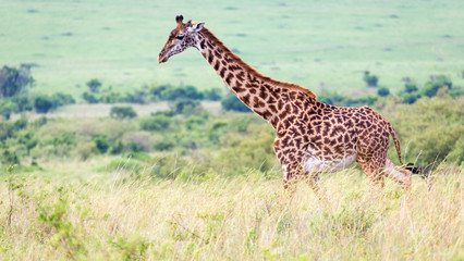 Masai giraffe in the Kenyan savanna on a meadow
