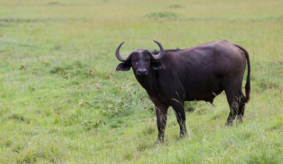 A buffalo is standing in the middle of the meadow in the grass landscape