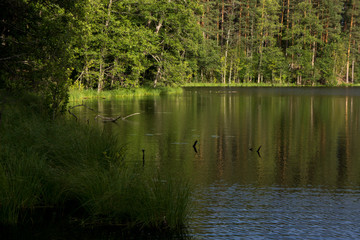 Small stream among pines. Karelia, Russia