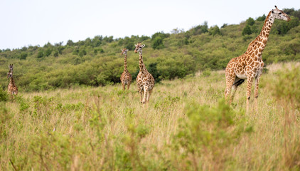 Masai giraffe in the Kenyan savanna on a meadow