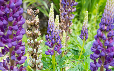 lupins