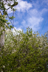 Fototapeta premium Spring flowering: branches of flowering apple or cherry in the park. White flowers of an apple tree or cherry on a background of nature.