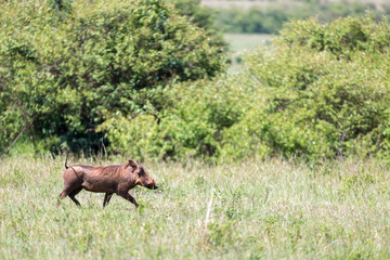 Naklejka na ściany i meble A warthog in the middle of the savanna of Kenya