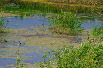 Obraz premium beautiful little forest lake