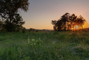 summer sunset on the edge of the forest