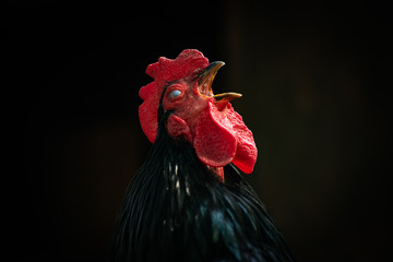 Black cock close up portrait pets 