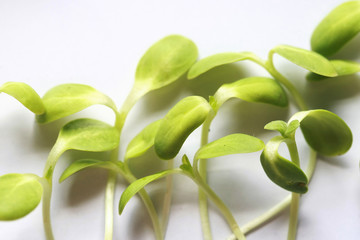 Fresh Sunflower seedlings , Microgreen Organic