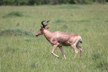 Obraz premium A hartebeest in the savannah of Kenya