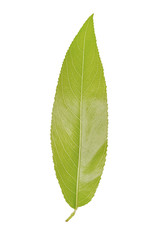 Fototapeta premium Green leaf of willow isolated on white background