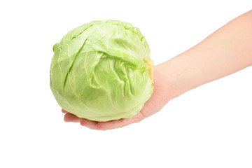 Obraz premium Cabbage in woman hand isolated on white background.