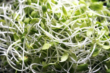 Fresh Sunflower seedlings , Microgreen Organic