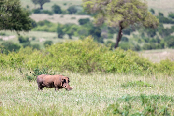 A warthog in the middle of the savanna of Kenya