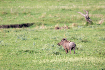 A warthog in the middle of the savanna of Kenya