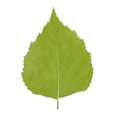 Green birch leaf isolated on white background