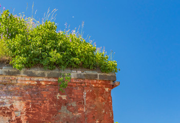Greenery on the red wall of an abandoned fort