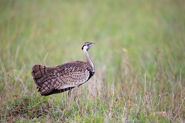 Indigenous gray bird is standing in the grass and looking