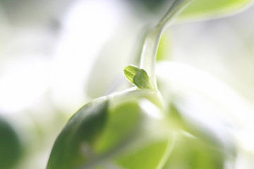 Fresh Sunflower seedlings , Microgreen Organic