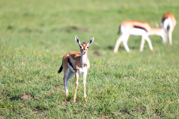 Thomson gazelles in the middle of a grassy landscape in the Kenyan savanna