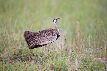 Indigenous gray bird is standing in the grass and looking