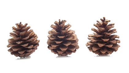 Pine cones isolated on a white background