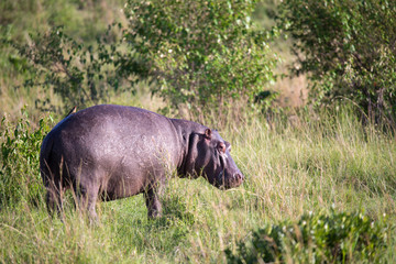 A hippopotamus runs on a grass meadow