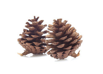 Pine cones isolated on a white background