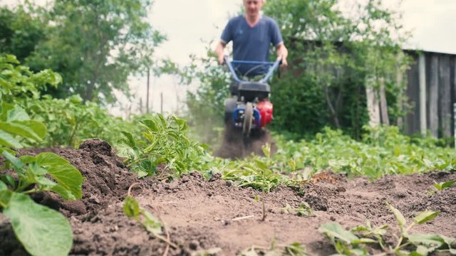 The farmer works in the garden. Hand farming, natural healthy food. A small tractor plows the land.