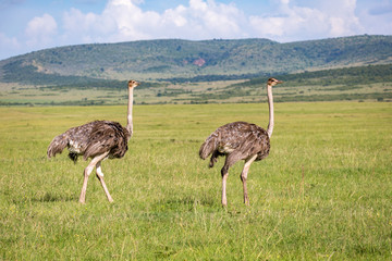 Ostrich birds are grazing on the meadow in the countryside of Kenya