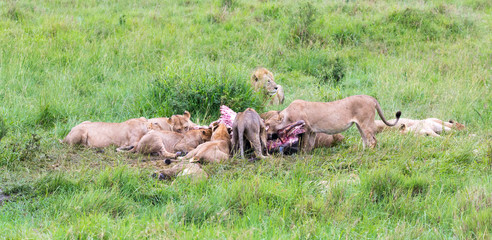 A lion family is eating a buffalo between tall grass